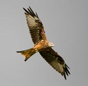 Red Kites